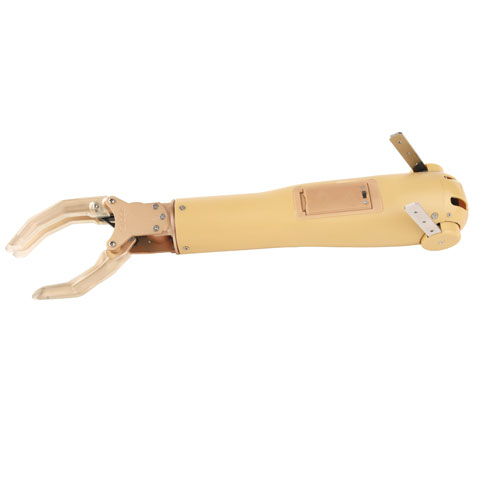 ���Ͻ�����ϼ����֫